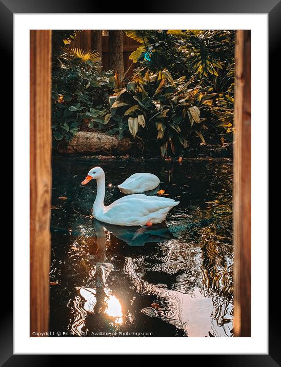 Duck in the wild Framed Mounted Print by Eduard M