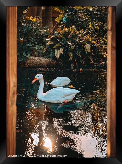 Duck in the wild Framed Print by Eduard M
