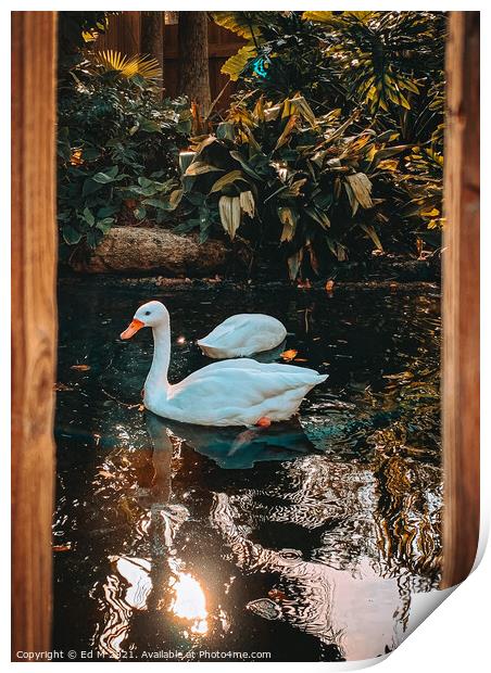 Duck in the wild Print by Eduard M