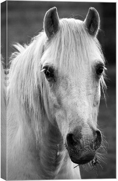 Redwings. Horse In Monotone Canvas Print by Darren Burroughs