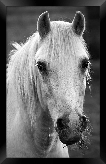 Redwings. Horse In Monotone Framed Print by Darren Burroughs