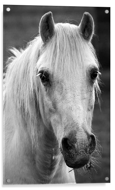 Redwings. Horse In Monotone Acrylic by Darren Burroughs