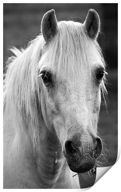 Redwings. Horse In Monotone Print by Darren Burroughs