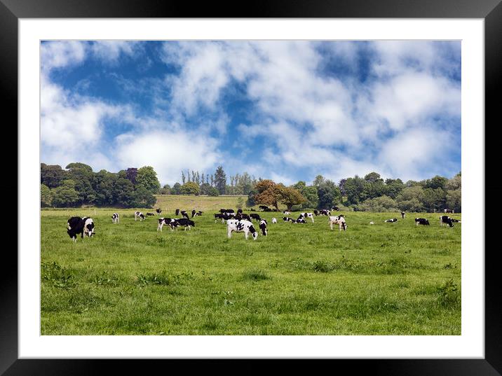 Grazing dairy cows in grassy farm pasture   Framed Mounted Print by Thomas Baker