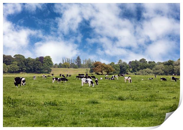Grazing dairy cows in grassy farm pasture   Print by Thomas Baker