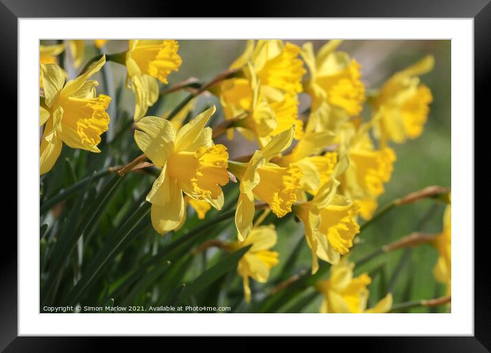 Daffodil Framed Mounted Print by Simon Marlow