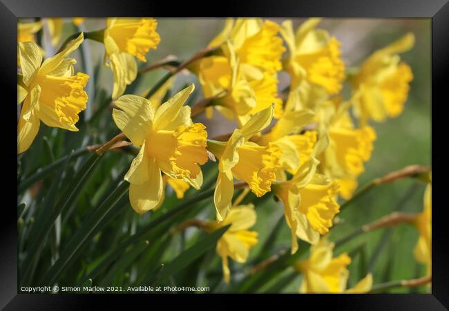 Daffodil Framed Print by Simon Marlow