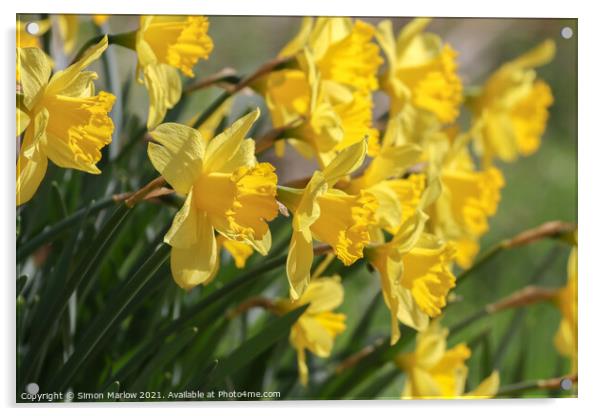 Daffodil Acrylic by Simon Marlow