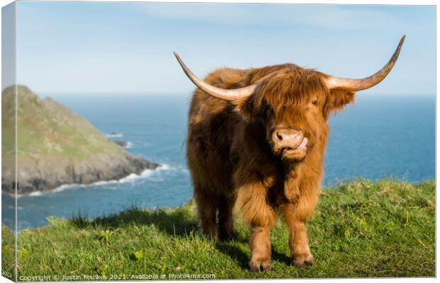Highland Cow, Devon coast Canvas Print by Justin Foulkes