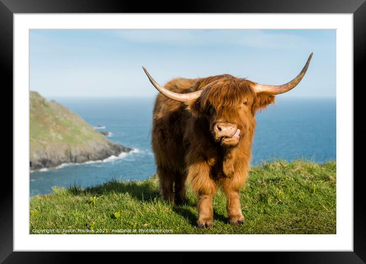 Highland Cow, Devon coast Framed Mounted Print by Justin Foulkes