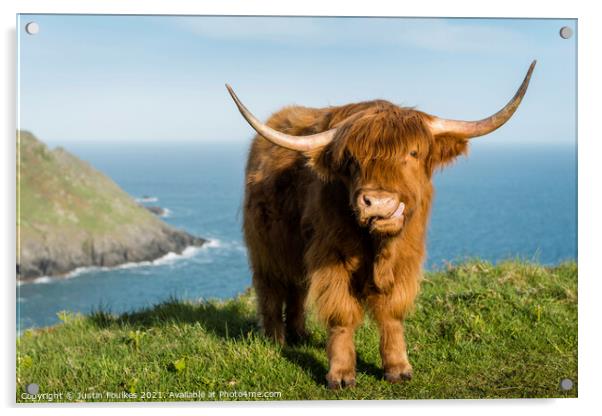 Highland Cow, Devon coast Acrylic by Justin Foulkes