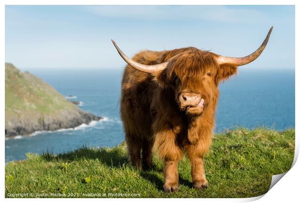 Highland Cow, Devon coast Print by Justin Foulkes