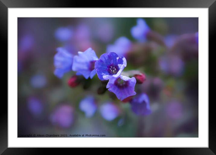 Lungwort Framed Mounted Print by Alison Chambers