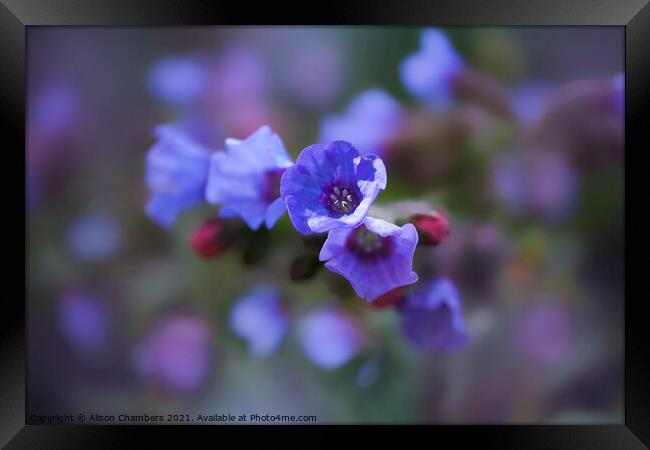 Lungwort Framed Print by Alison Chambers
