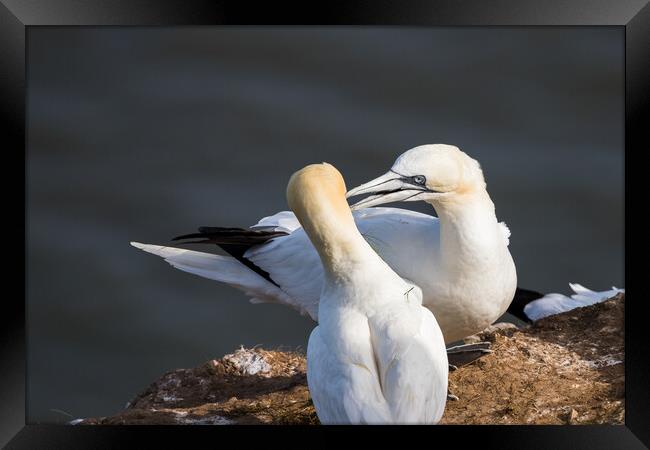 Northern gannet pair exchanging grass for their nest Framed Print by Jason Wells