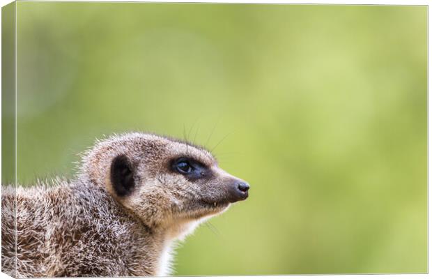 Slended tailed meerkat Canvas Print by Jason Wells