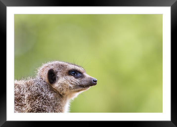 Slended tailed meerkat Framed Mounted Print by Jason Wells
