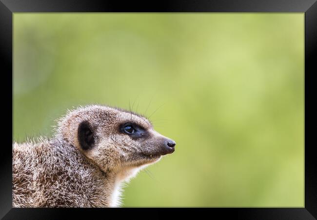 Slended tailed meerkat Framed Print by Jason Wells