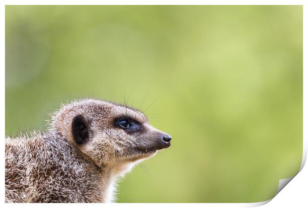 Slended tailed meerkat Print by Jason Wells