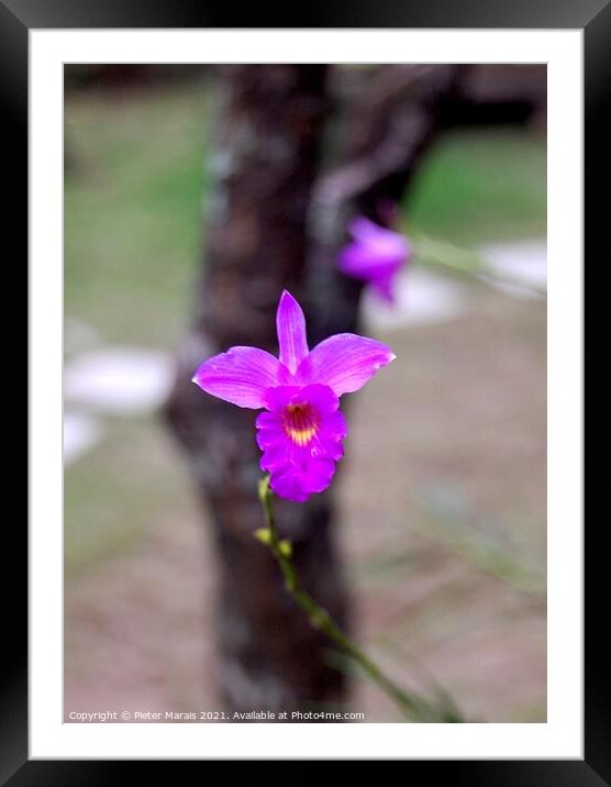 Purple Orchid in Vietnamese tea garden Framed Mounted Print by Pieter Marais