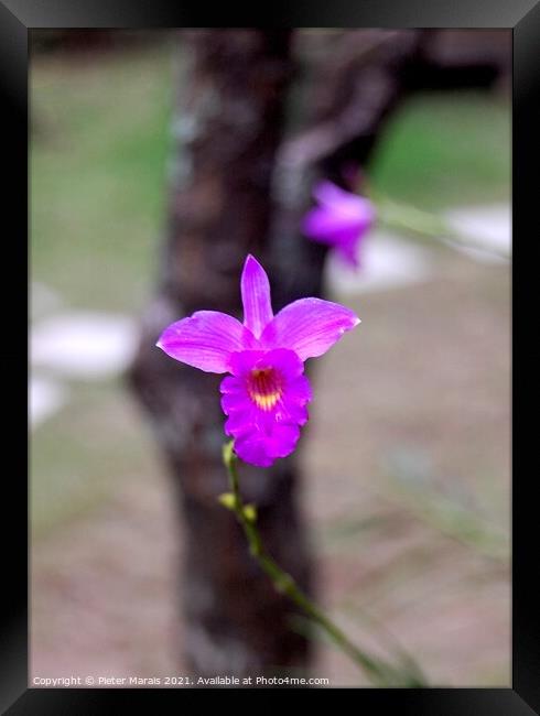 Purple Orchid in Vietnamese tea garden Framed Print by Pieter Marais