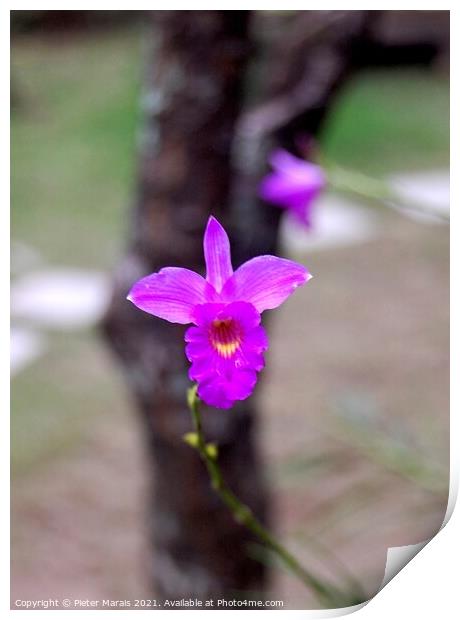 Purple Orchid in Vietnamese tea garden Print by Pieter Marais