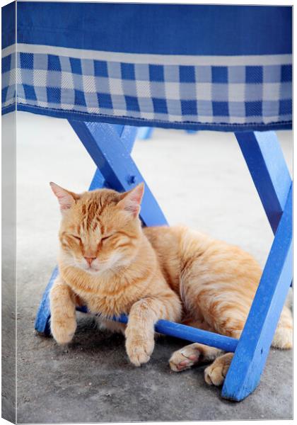 Cat Sleeping under blue chair, Kastellorizo, Greec Canvas Print by Neil Overy