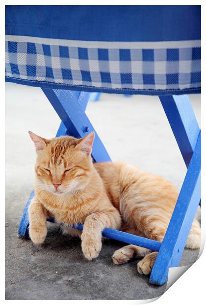 Cat Sleeping under blue chair, Kastellorizo, Greec Print by Neil Overy