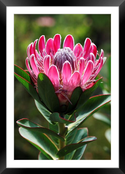 Protea compacta flower, South Africa Framed Mounted Print by Neil Overy