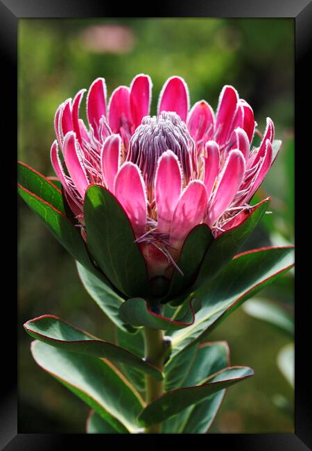 Protea compacta flower, South Africa Framed Print by Neil Overy