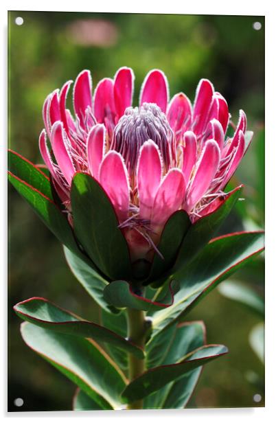 Protea compacta flower, South Africa Acrylic by Neil Overy