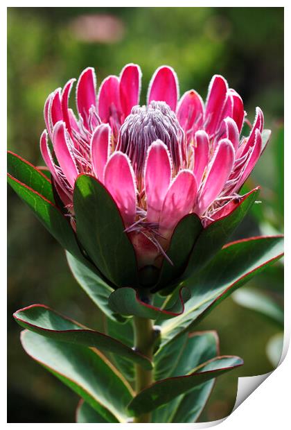 Protea compacta flower, South Africa Print by Neil Overy