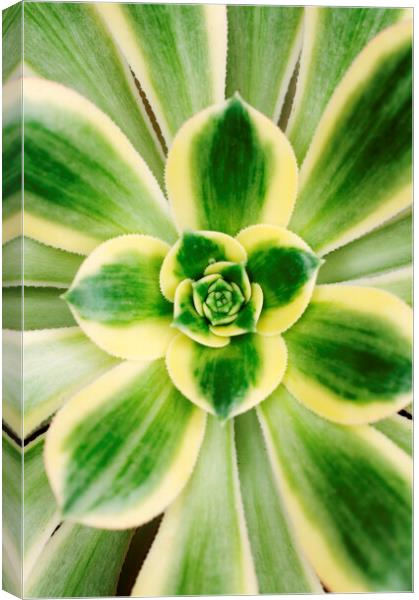 Agave americana 'Marginata' plant Canvas Print by Neil Overy