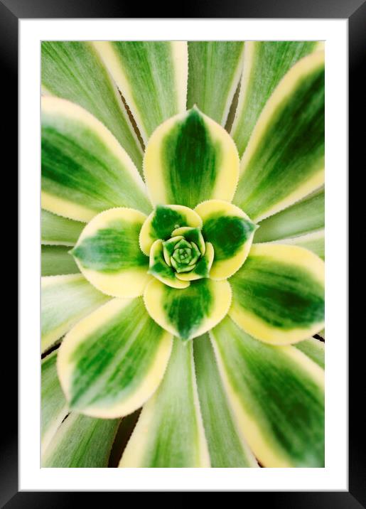 Agave americana 'Marginata' plant Framed Mounted Print by Neil Overy