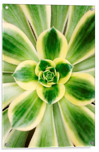 Agave americana 'Marginata' plant Acrylic by Neil Overy