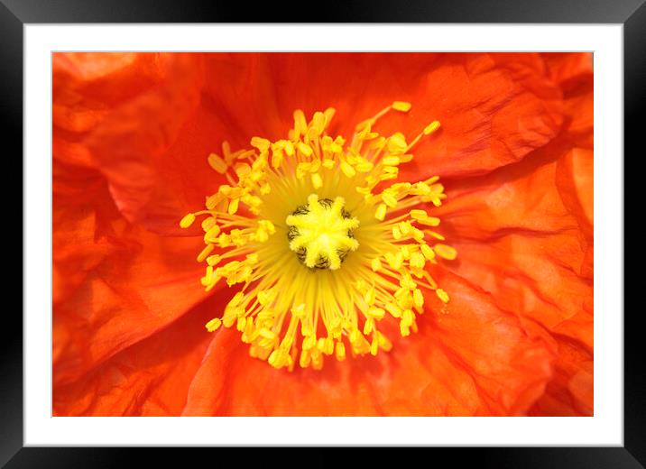 Orange Iceland Poppy Framed Mounted Print by Neil Overy