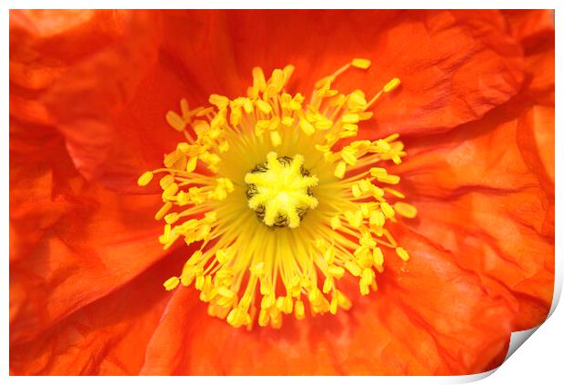 Orange Iceland Poppy Print by Neil Overy