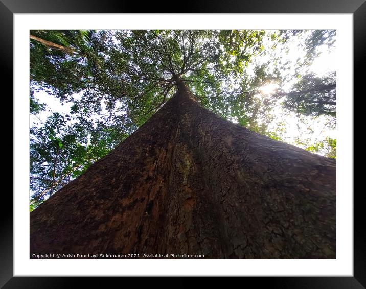 A big tree in the forest , Kerala , India  Framed Mounted Print by Anish Punchayil Sukumaran