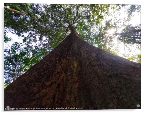 A big tree in the forest , Kerala , India  Acrylic by Anish Punchayil Sukumaran