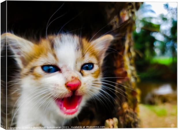 newborn red and whit colored kitten with blue eyes Canvas Print by Anish Punchayil Sukumaran