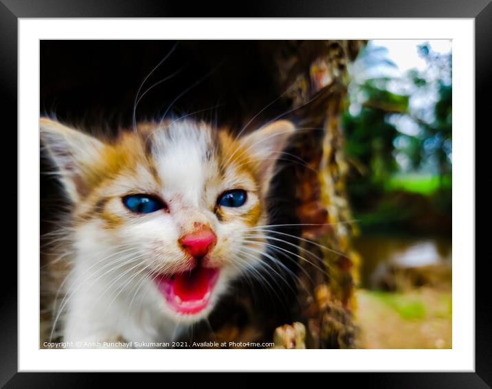 newborn red and whit colored kitten with blue eyes Framed Mounted Print by Anish Punchayil Sukumaran