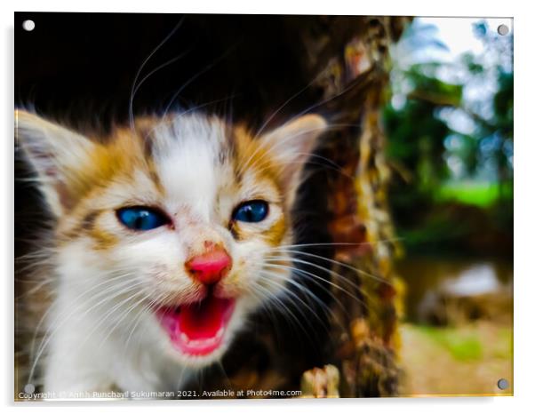 newborn red and whit colored kitten with blue eyes Acrylic by Anish Punchayil Sukumaran