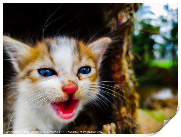 newborn red and whit colored kitten with blue eyes Print by Anish Punchayil Sukumaran