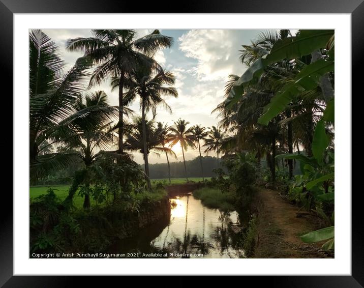 sunset and coconut trees near a small clam river Framed Mounted Print by Anish Punchayil Sukumaran