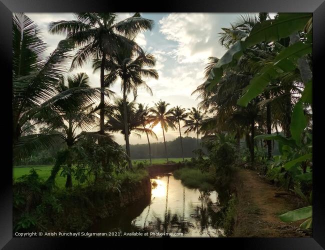 sunset and coconut trees near a small clam river Framed Print by Anish Punchayil Sukumaran