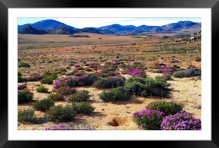 Wildflowers, Goegap Nature Reserve, Springok, Northern Cape Framed Mounted Print by Adrian Turnbull-Kemp