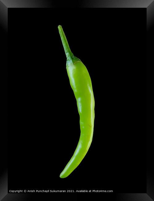 fresh green chili in black background Framed Print by Anish Punchayil Sukumaran