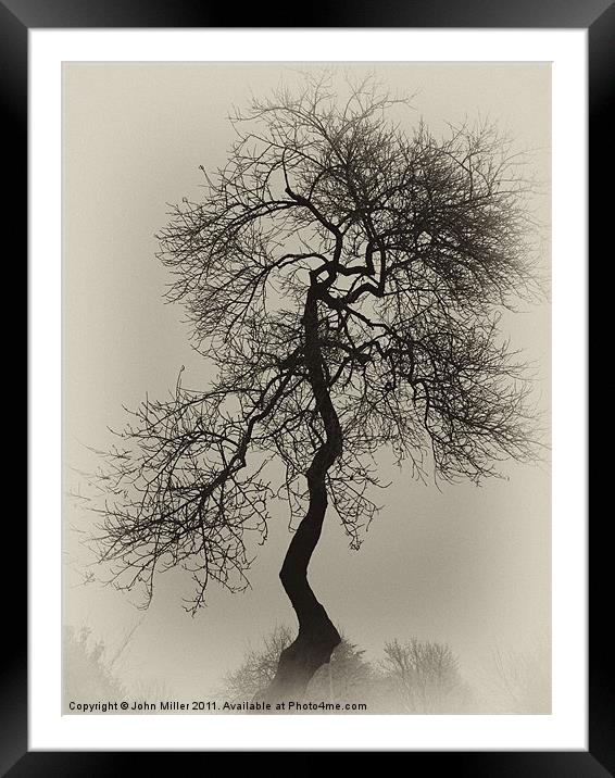 Crooked Tree in Silouette Framed Mounted Print by John Miller