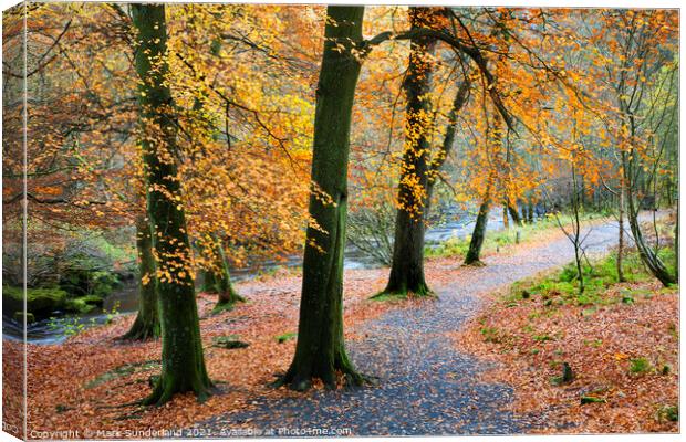 Strid Wood in Autumn Canvas Print by Mark Sunderland