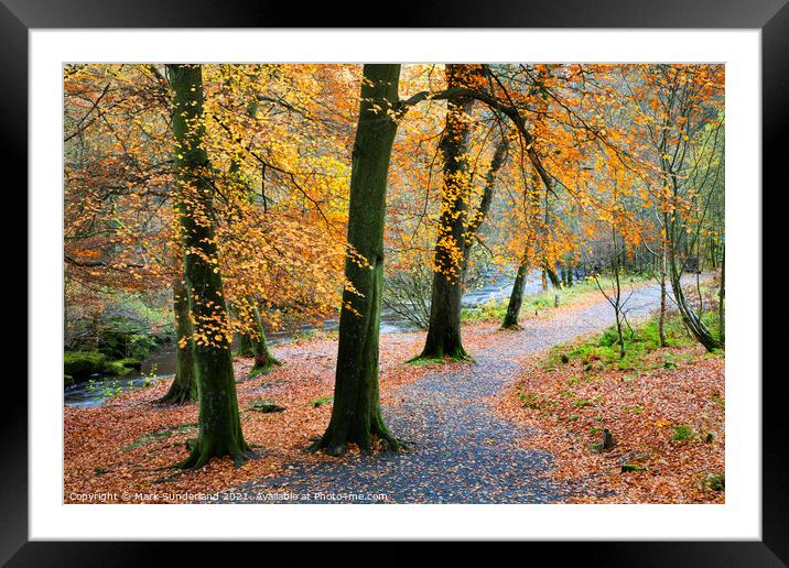 Strid Wood in Autumn Framed Mounted Print by Mark Sunderland